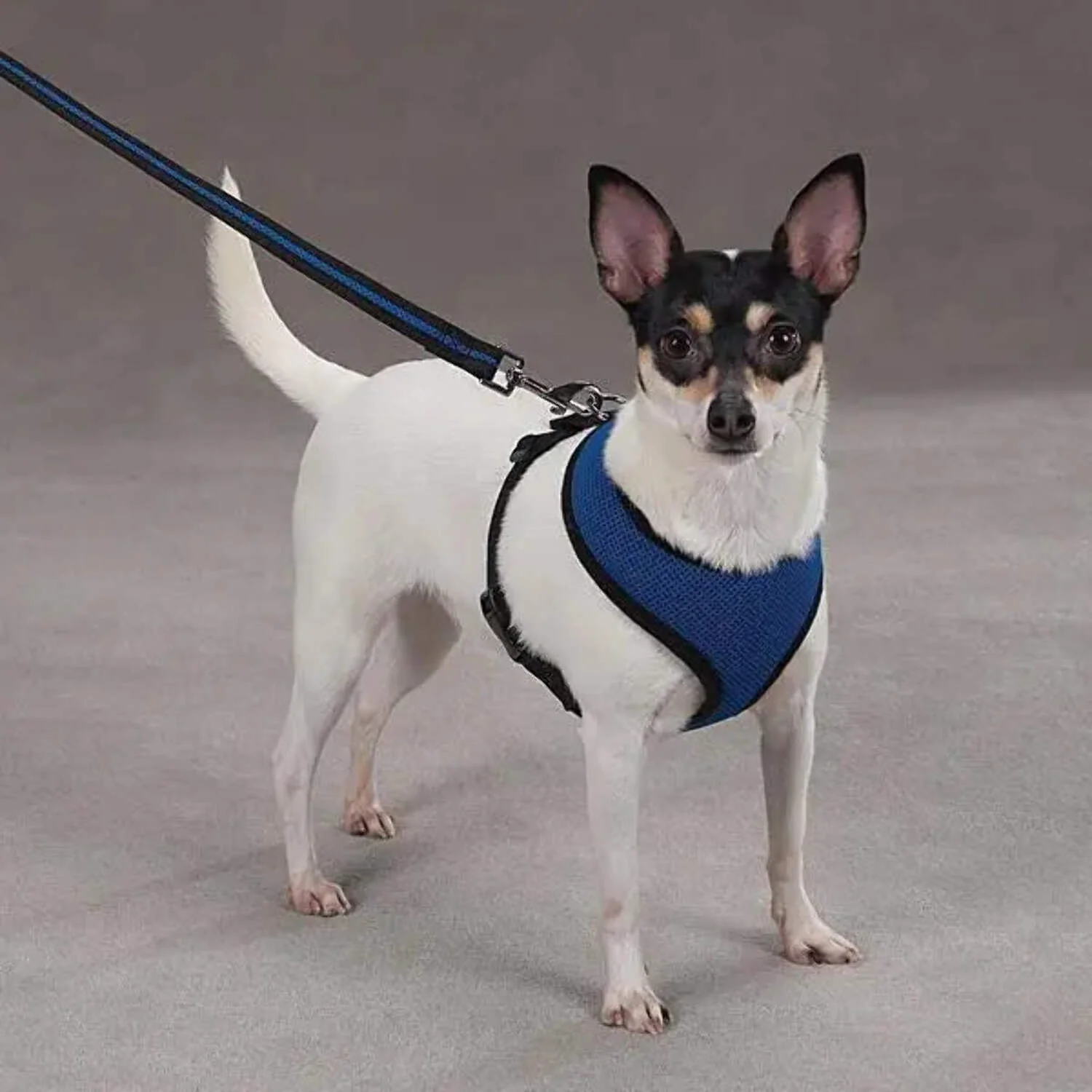 Comfort Control Harness - Blue