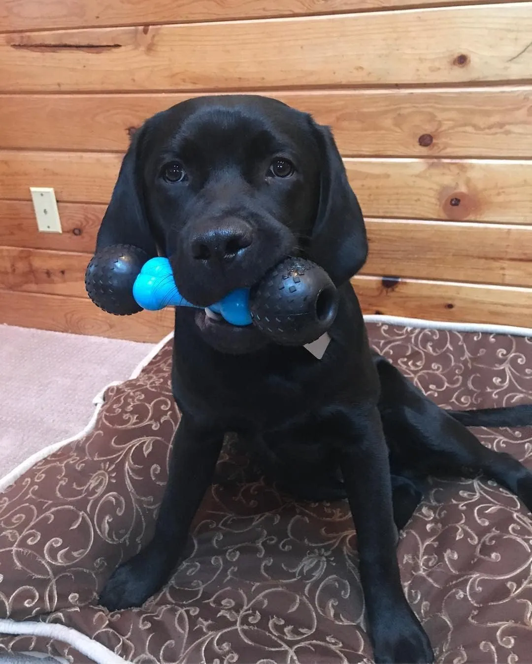 Fetch & Chew