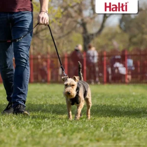 HALTI No Pull Harness - Black/Red