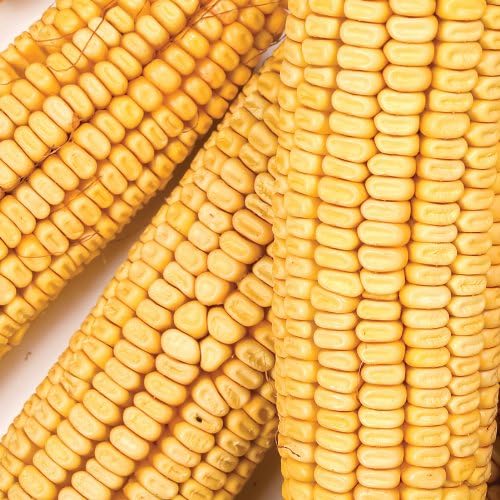 Corn on the Cob
