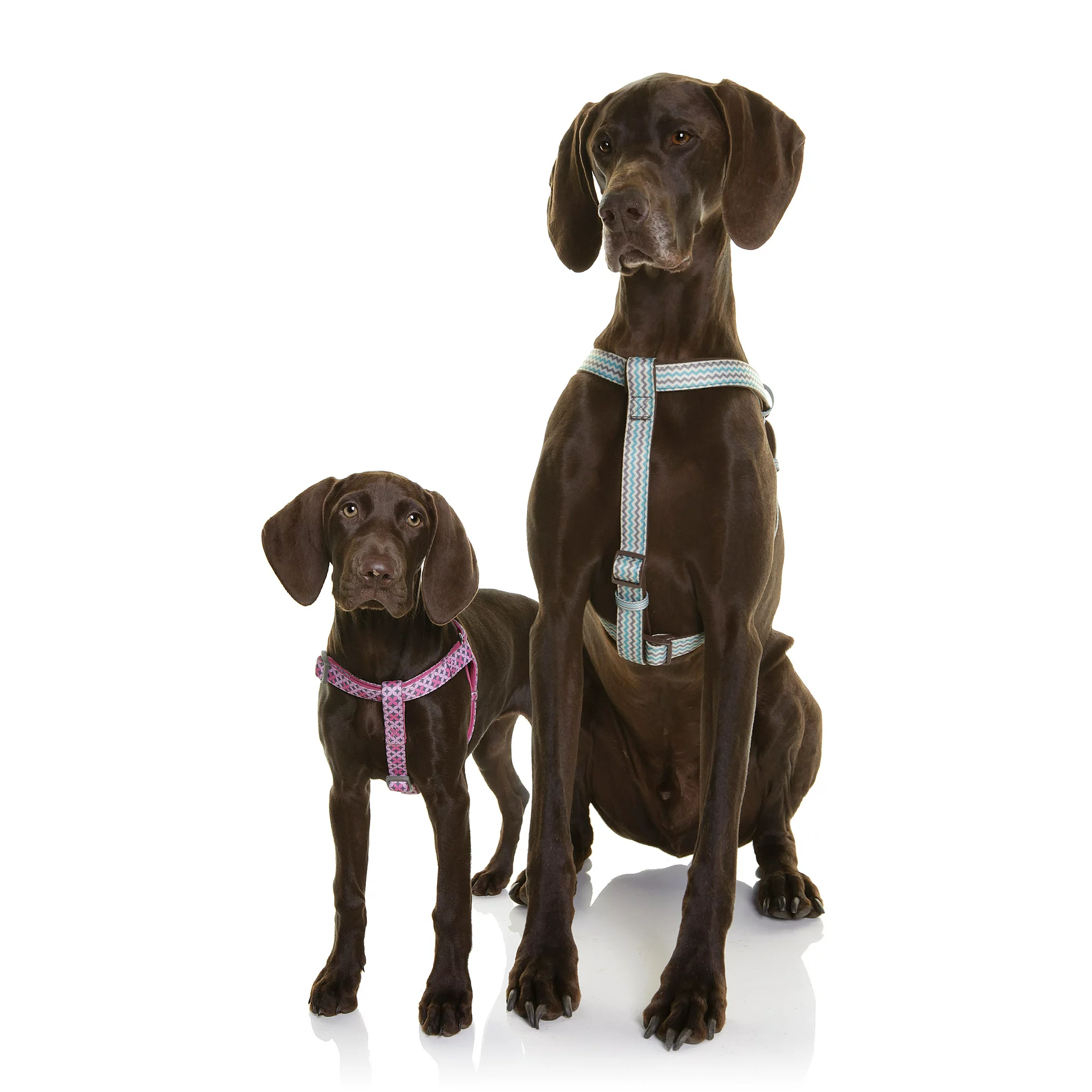 Step-In Harness - Snoopy - Blue with White Spots