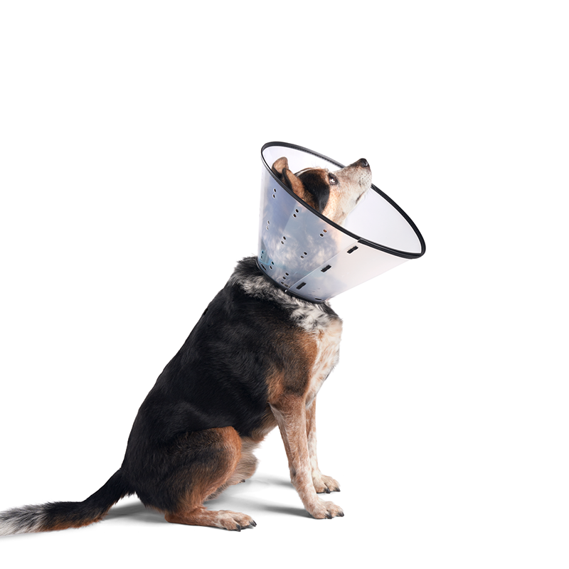 Remedy + Recovery E-Collar