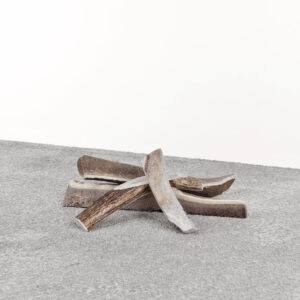 Stag Antler