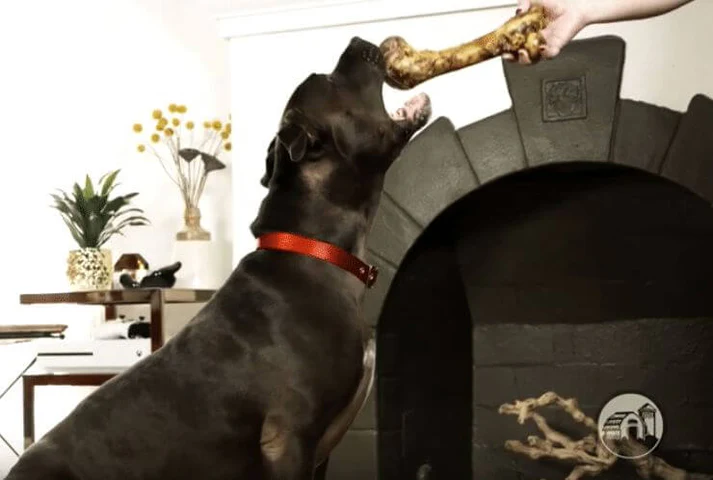 Ham Bone - X-Large