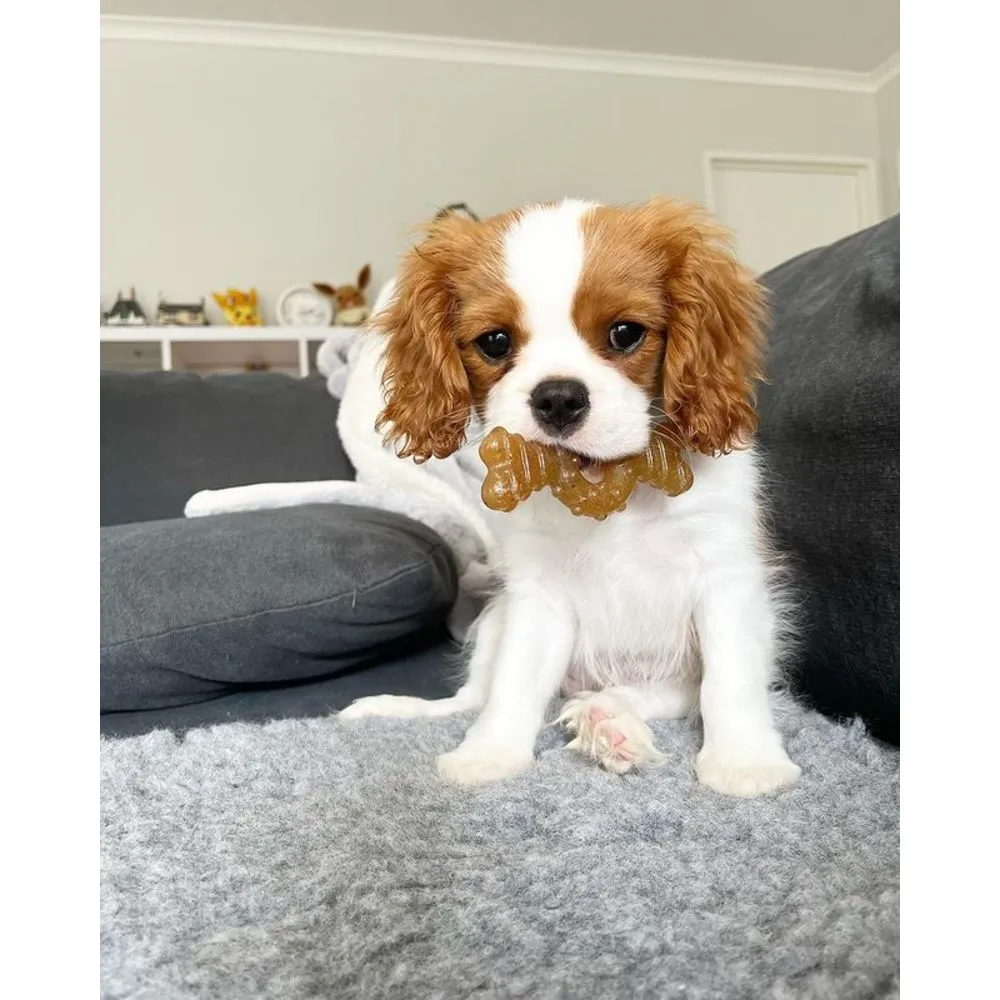 Puppy Chew Ring Bone - Chicken