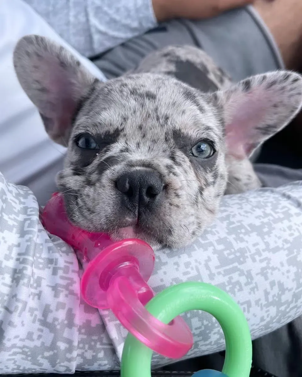Puppy Chew Teething Pacifier - Bacon