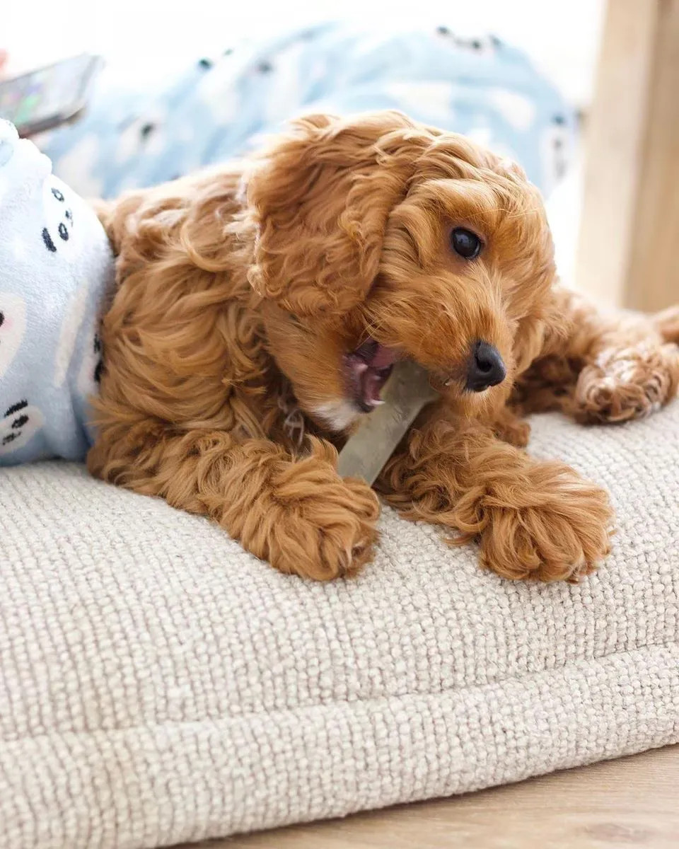 Flexi Chew Bone - Chicken
