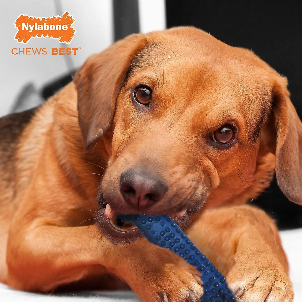 Dental Chew Bone - Chicken